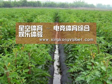 种植基地三